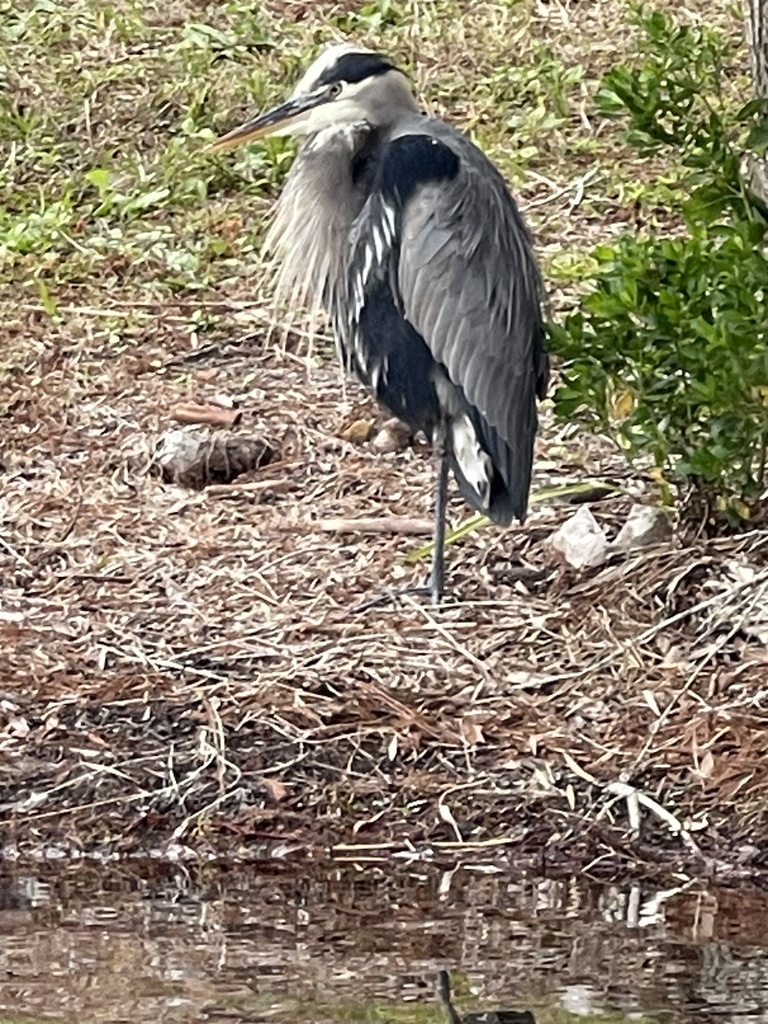 Great Blue Heron from Liki Tiki Village, Winter Garden, FL, US on ...