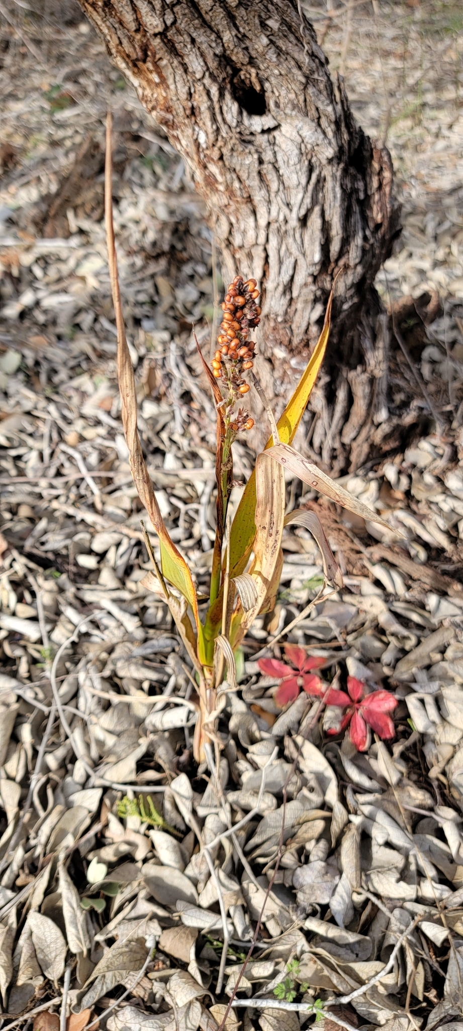 Imagem de Sorgo