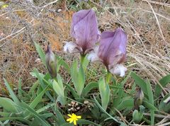 Iris suaveolens