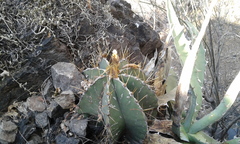 Astrophytum ornatum