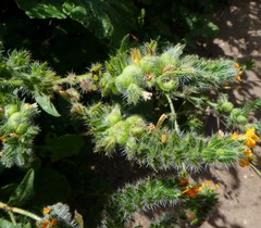 Schizomyia macrofila