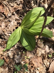 Melanthiaceae