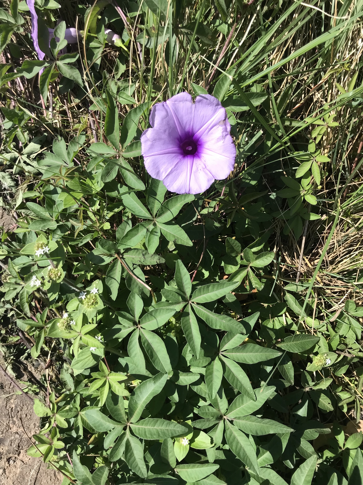 Ipomoea cairica