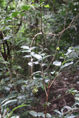 Image of Acridocarpus natalitius by (c) Tony Rebelo, some rights reserved (CC BY-SA)