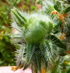 Schizomyia macrofila