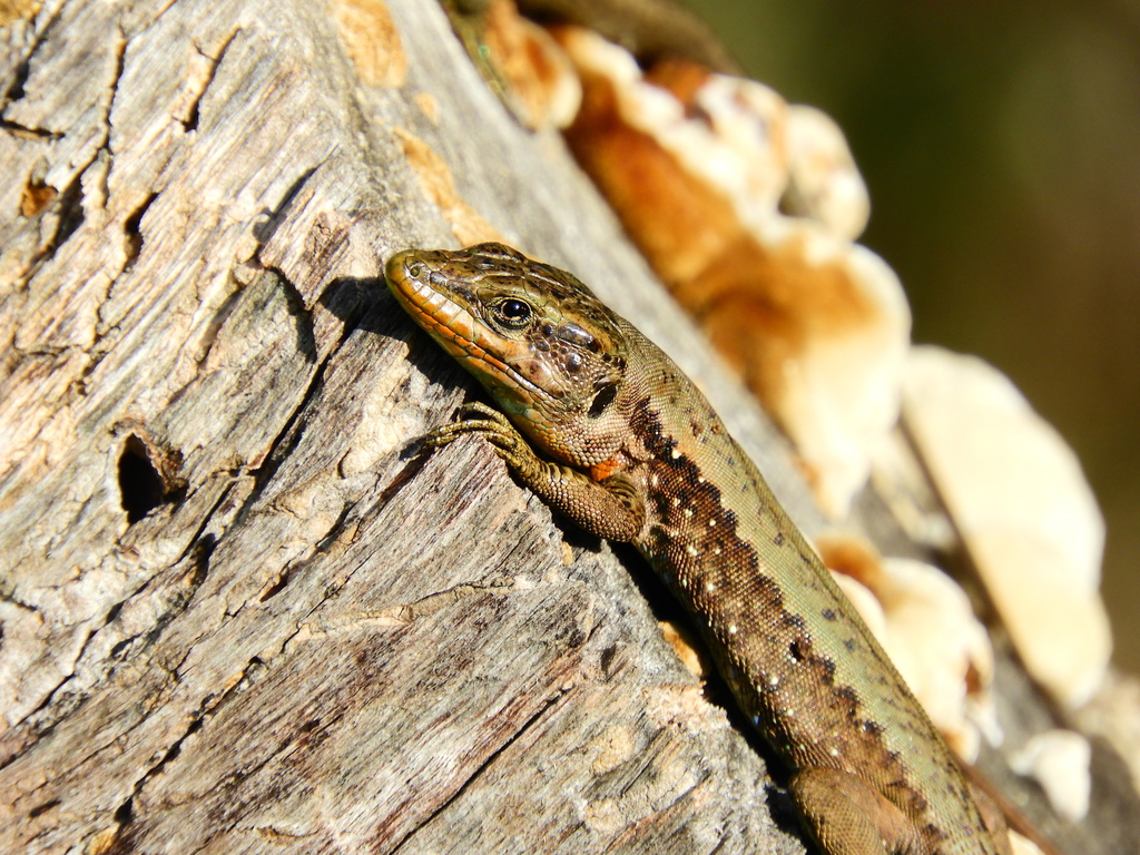 Lebanon Lizard