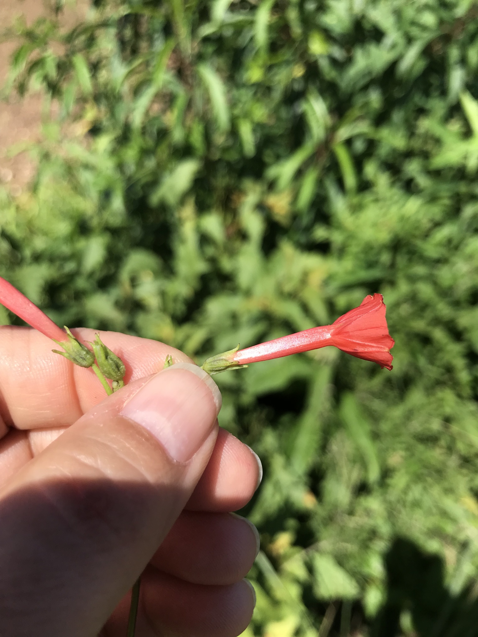 Ipomoea indivisa