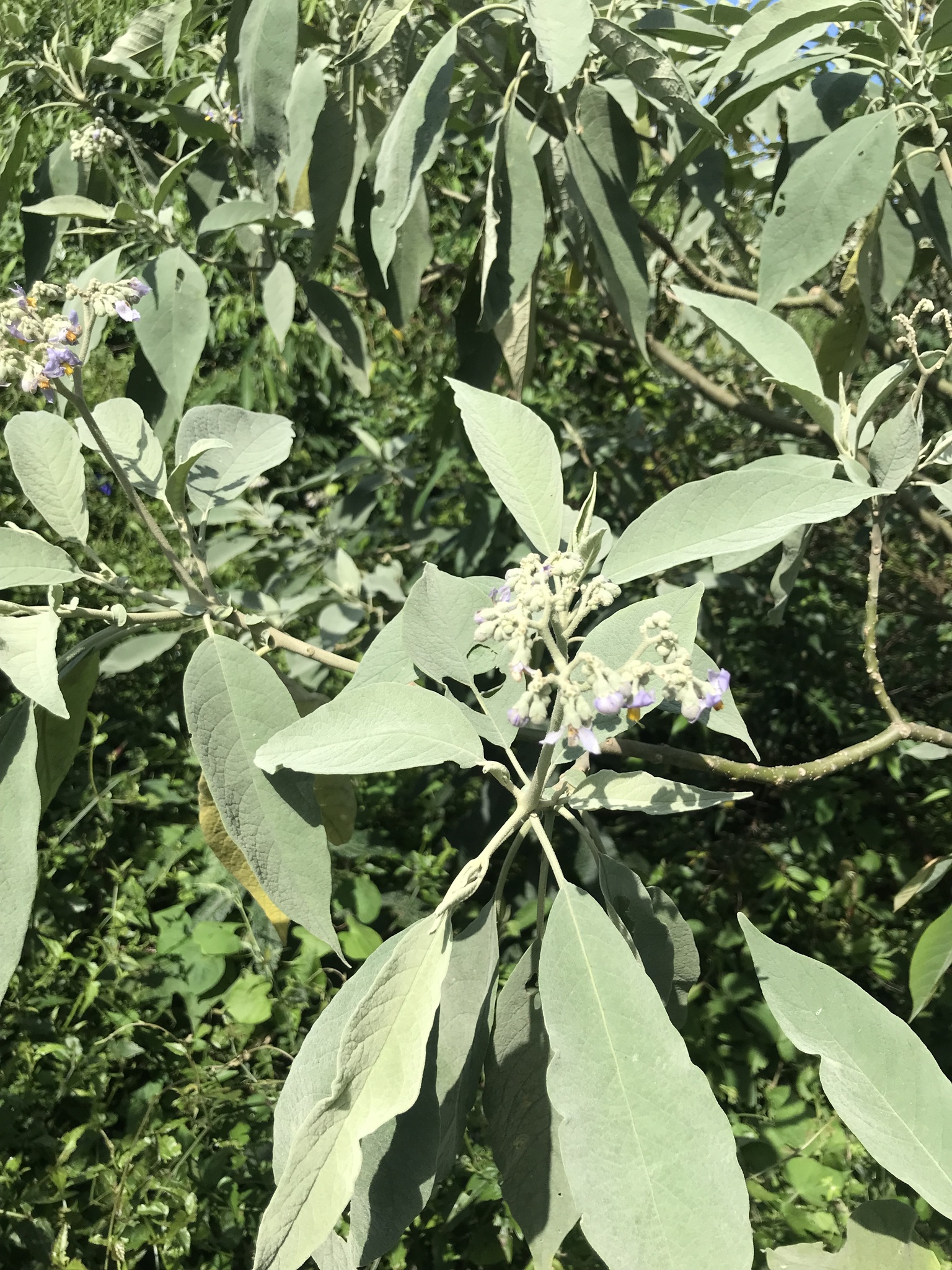 Solanum mauritianum