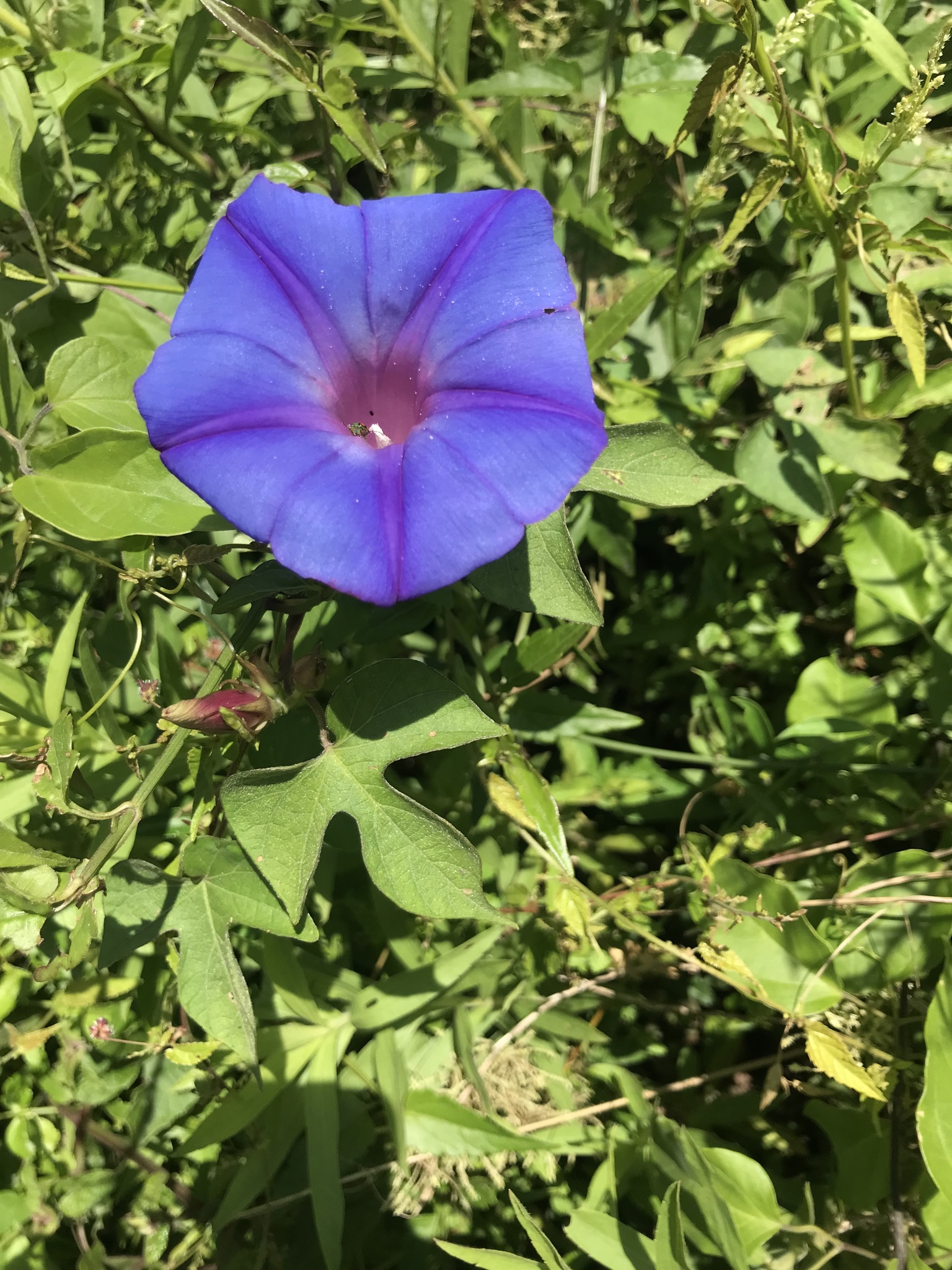 Ipomoea indica