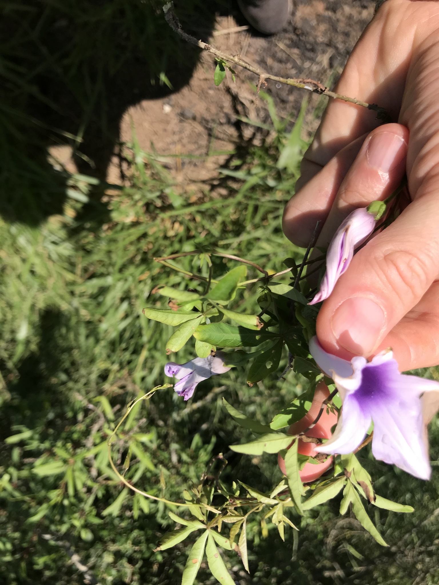Ipomoea cairica