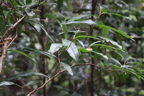 Image of Acridocarpus natalitius by (c) Tony Rebelo, some rights reserved (CC BY-SA)
