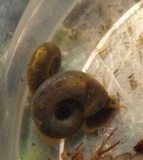 Planorbarius metidjensis