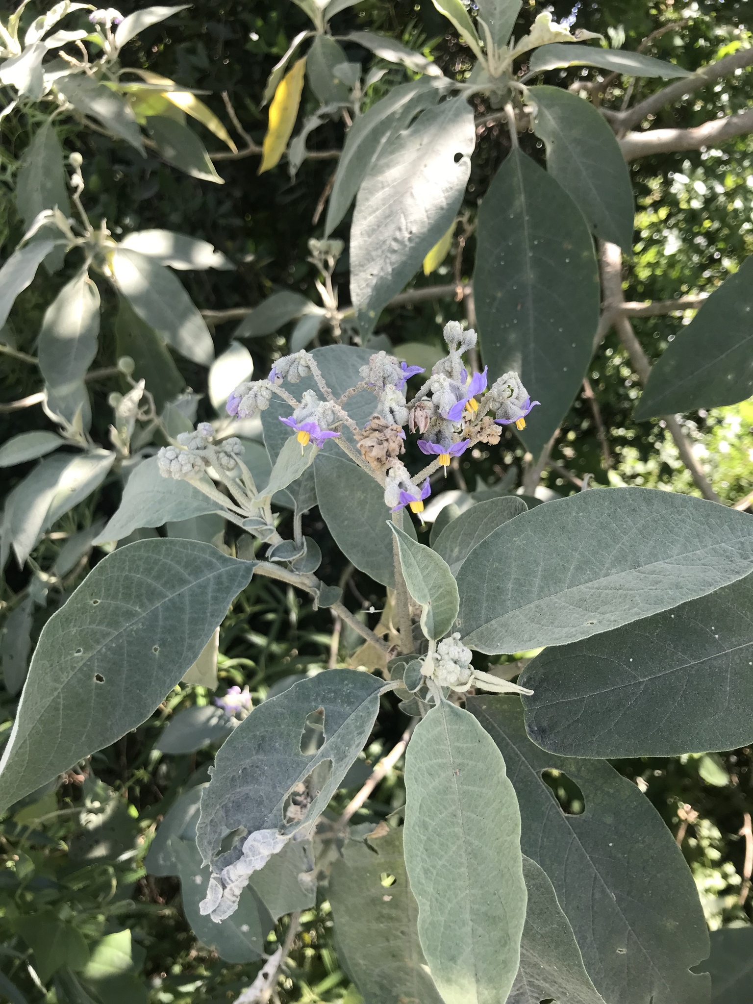 Solanum mauritianum