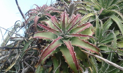 Hechtia pretiosa