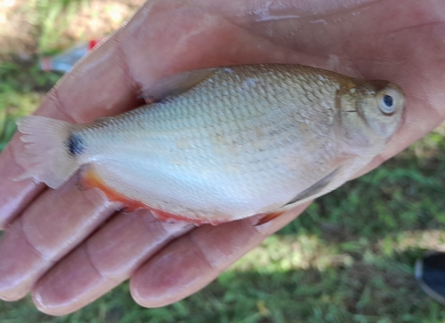 Blackfin tetra (Markiana nigripinnis) — Characidae — 2