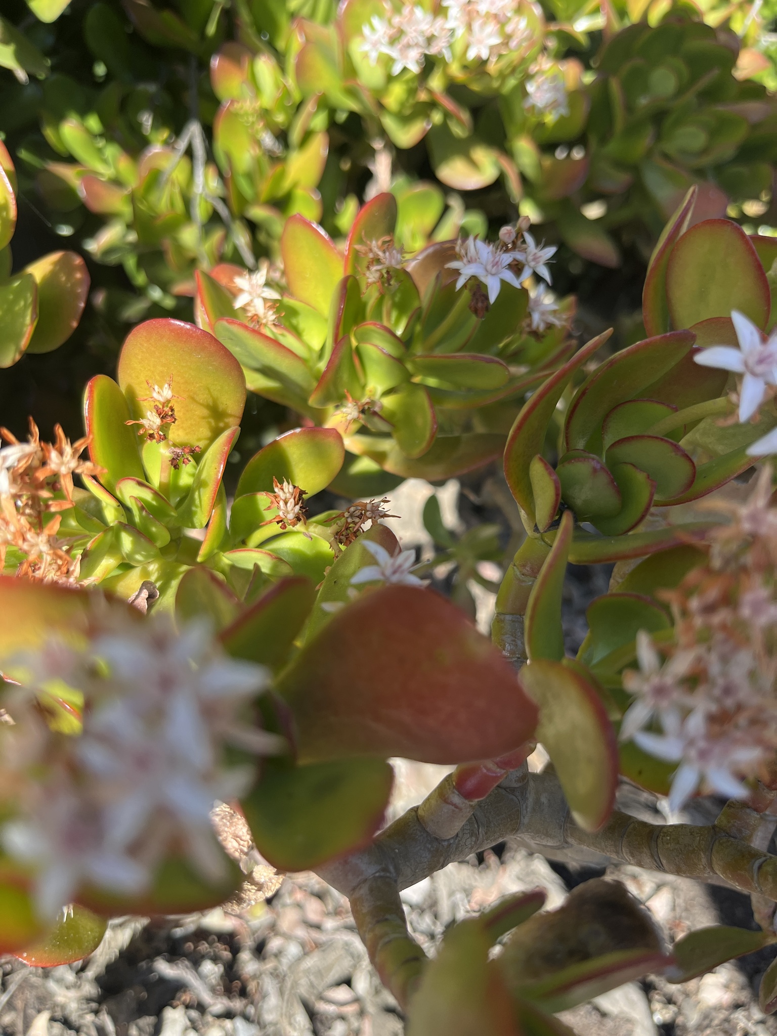 Imagem de Planta-jade
