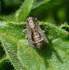 Danepteryx