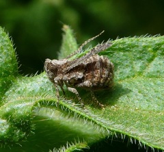 Danepteryx