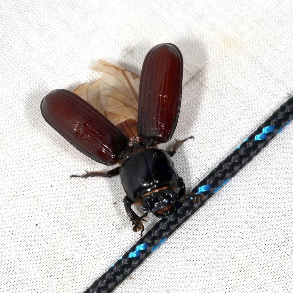 Aulacocyclus edentulus from Ballarat VIC, Australia on January 12, 2024