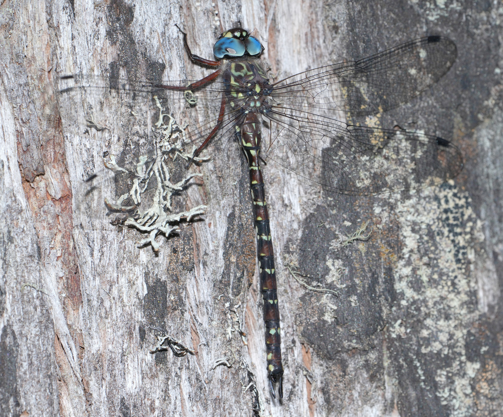 Sigma Darner