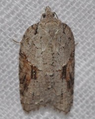 Acleris ptychogrammos