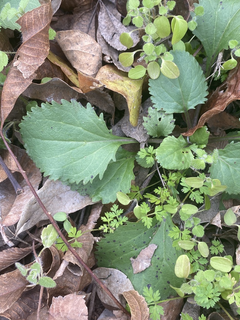 roundleaf ragwort from Getzendaner Mem Park, Waxahachie, TX, US on ...