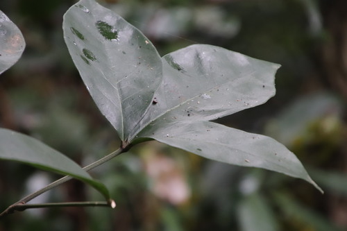 Image of Bachmannia woodii by (c) Tony Rebelo, some rights reserved (CC BY-SA)