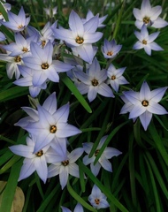 Ipheion