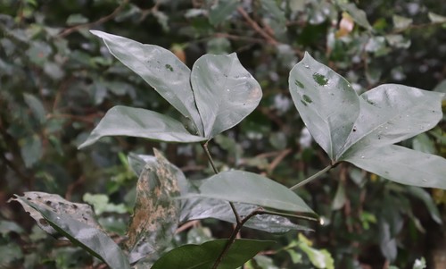 Four-finger bush (Bachmannia woodii)