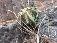 Astrophytum ornatum