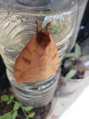 Automeris randa