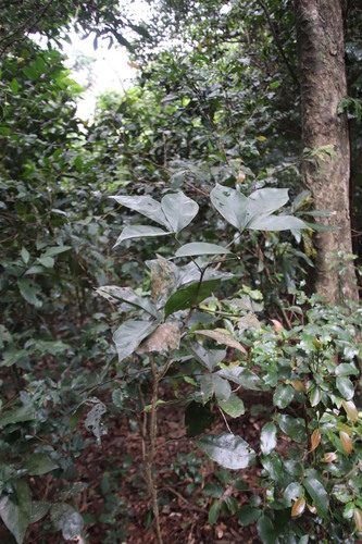 Image of Bachmannia woodii by (c) Tony Rebelo, some rights reserved (CC BY-SA)