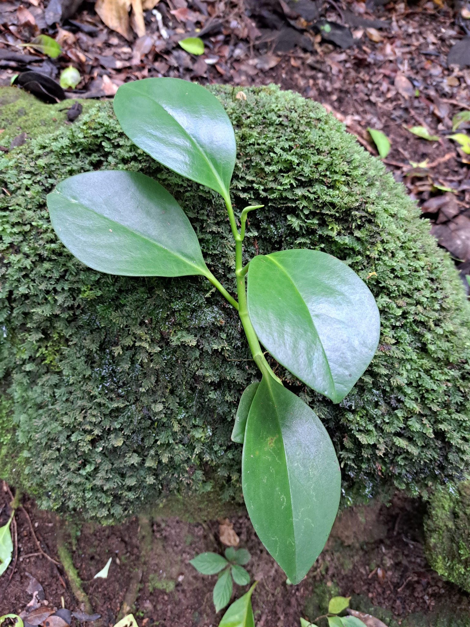 Imagem de Peperomia limão
