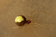 Neottiura bimaculata