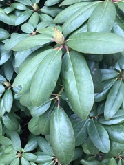 Rhododendron