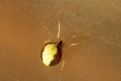 Neottiura bimaculata