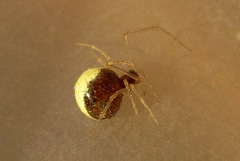 Neottiura bimaculata