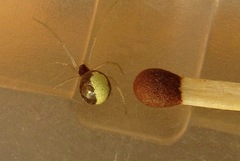 Neottiura bimaculata