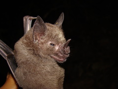 Phyllostomus hastatus