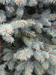 Picea pungens