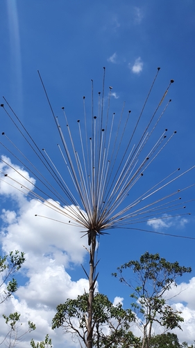 Foto de Chuveirinho