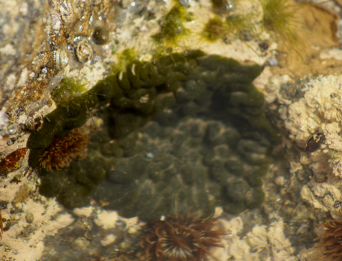 Codium intertextum observed 2024-01-13