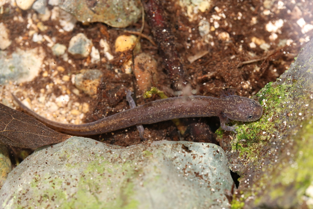 Georgetown Salamander in January 2024 by Reid Hardin · iNaturalist