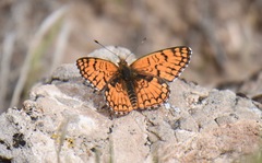 Chlosyne acastus robusta