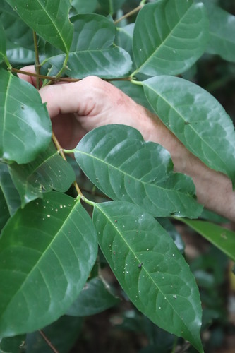 Image of Cassipourea gummiflua by (c) Tony Rebelo, some rights reserved (CC BY-SA)