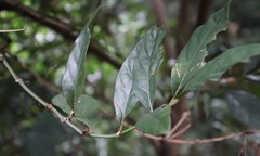 Mitriostigma axillare