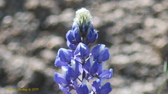 Lupinus benthamii