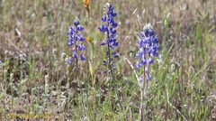 Lupinus benthamii
