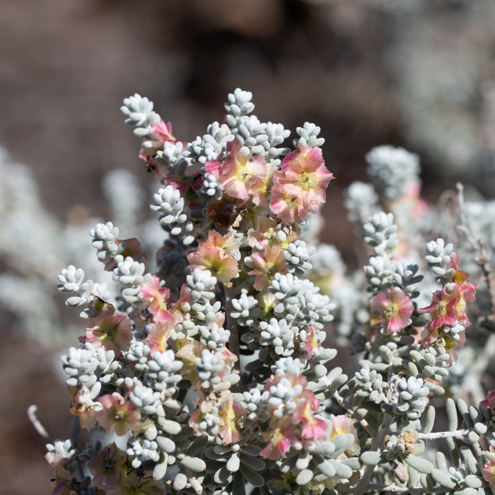 Maireana sedifolia