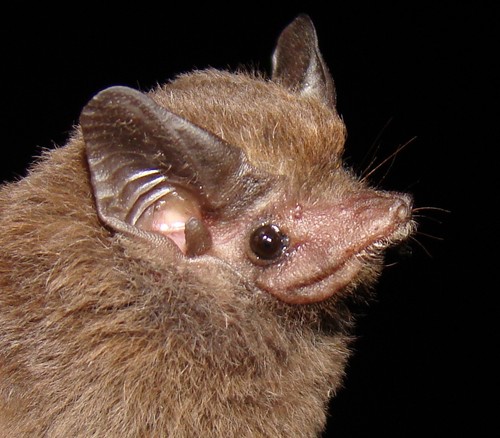 Lesser Dog-like Bat